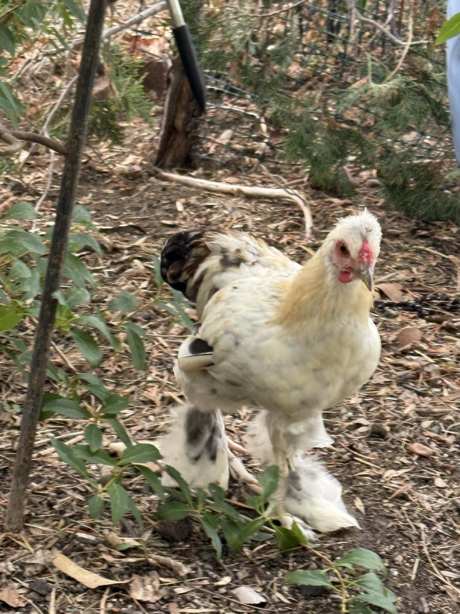 Roosters 