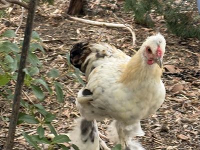 Roosters