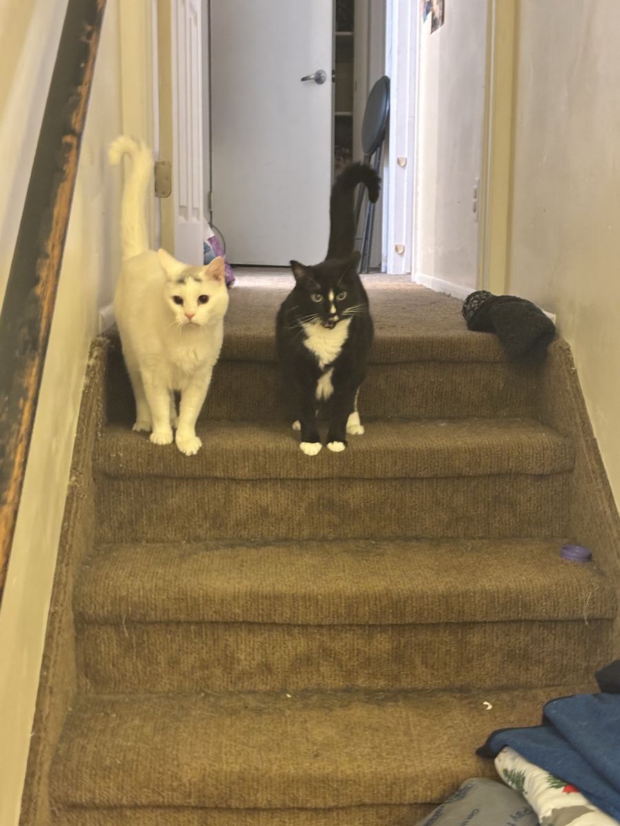 Two Cats Available for Adoption to a Good Home