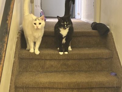 Two Cats Available for Adoption to a Good Home