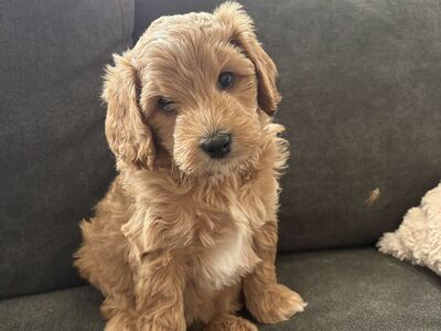 Puppies, Goldendoodle Bernedoodle
