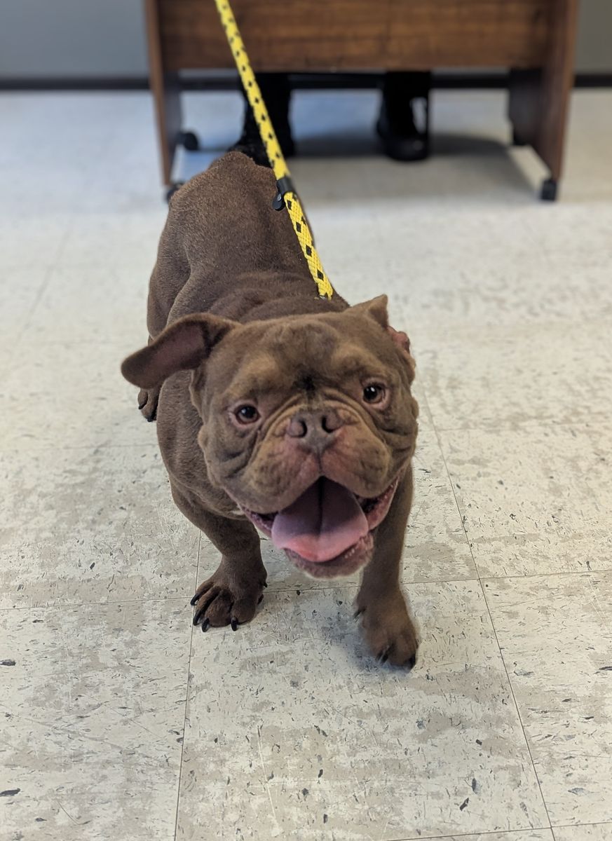 A164877 Michael is Available for Adoption!