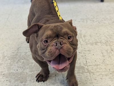 A164877 Michael is Available for Adoption!