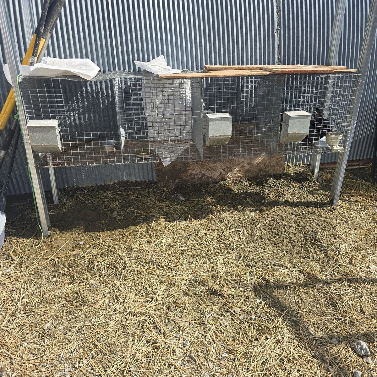 rabbit cages and rabbits