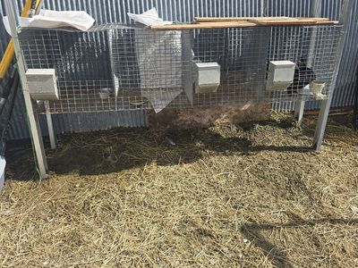 rabbit cages and rabbits