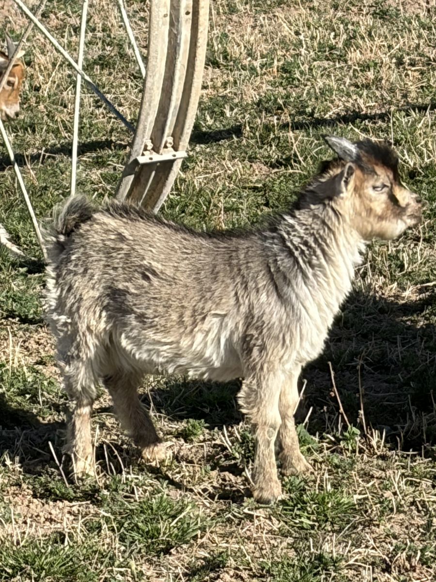 Billy Dwarf Pigmy Goats