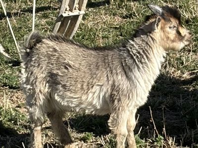 Billy Dwarf Pigmy Goats