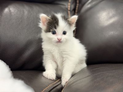 Adorable Boy Kittens
