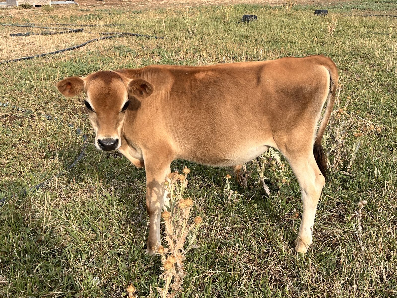 Jersey Steer