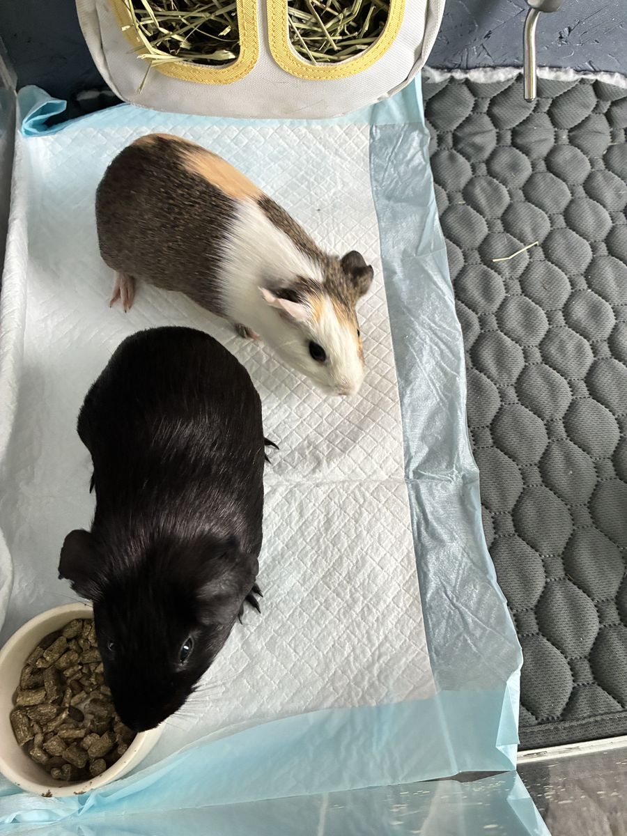 Guinea Pigs, Cage, and Supplies