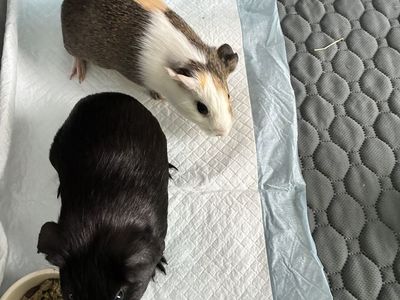 Guinea Pigs, Cage, and Supplies