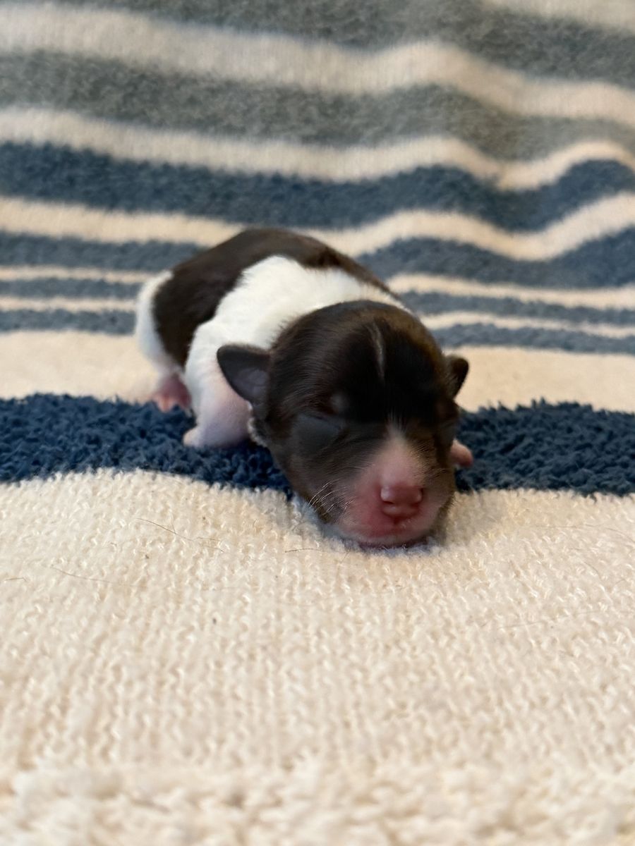 Health tested AKC Mini Schnauzer puppies