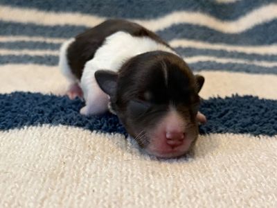 Health tested AKC Mini Schnauzer puppies