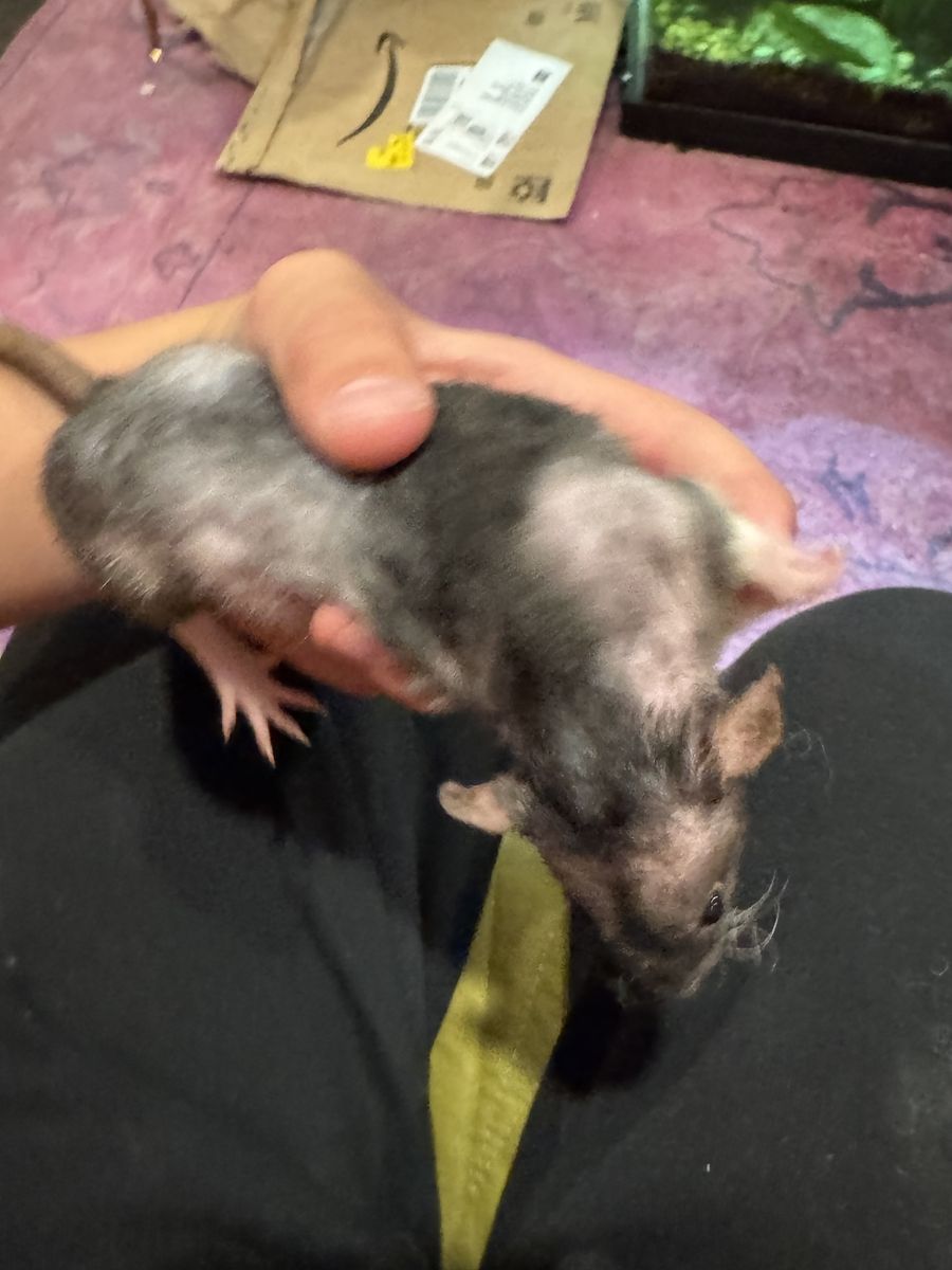 Ratta-Tat-Tattery