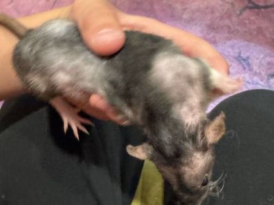 Ratta-Tat-Tattery