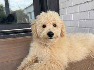 Perfect AKC MINI POODLE PUPPY TRAINED