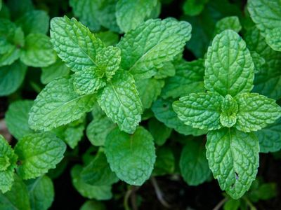 ISO fresh mint leaves