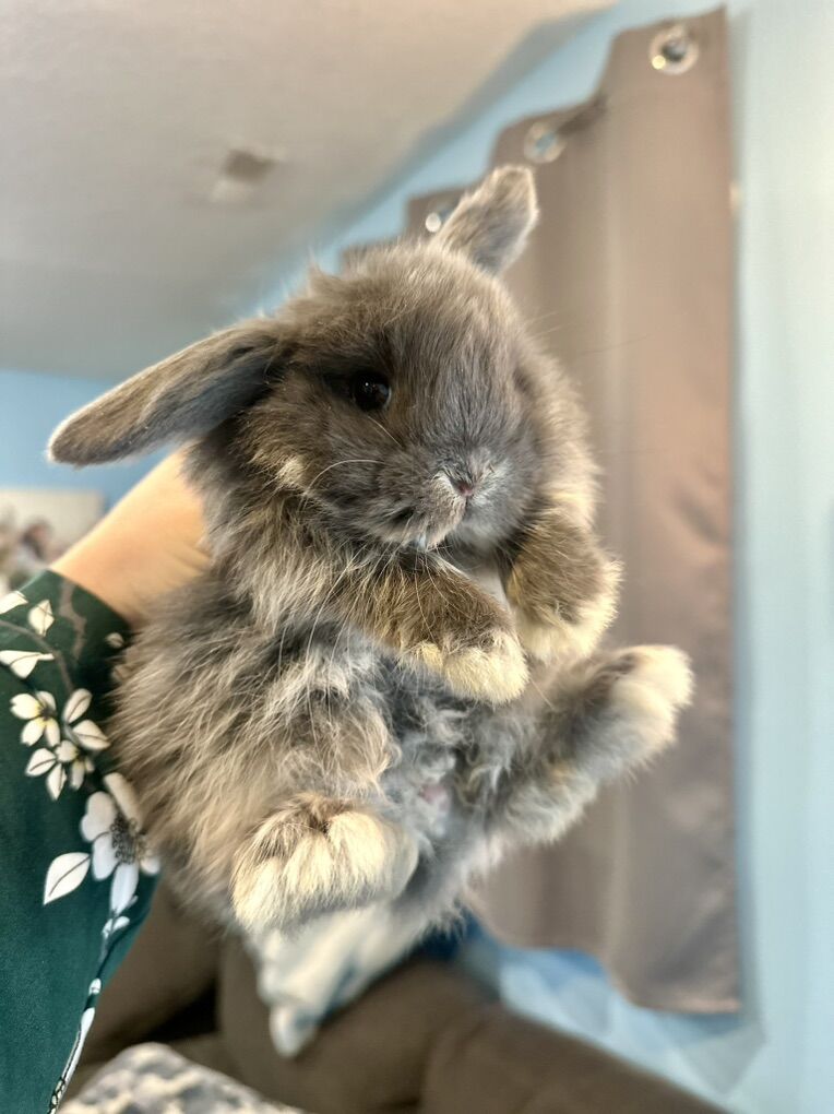 Well Bred Holland Lop Buck/boy! Ready Now!