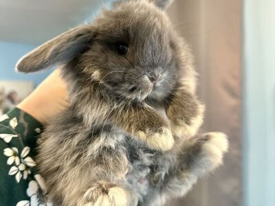 Well Bred Holland Lop Buck/boy! Ready Now!