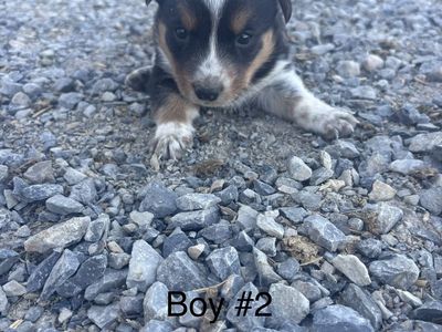 Cowboy Corgi puppies
