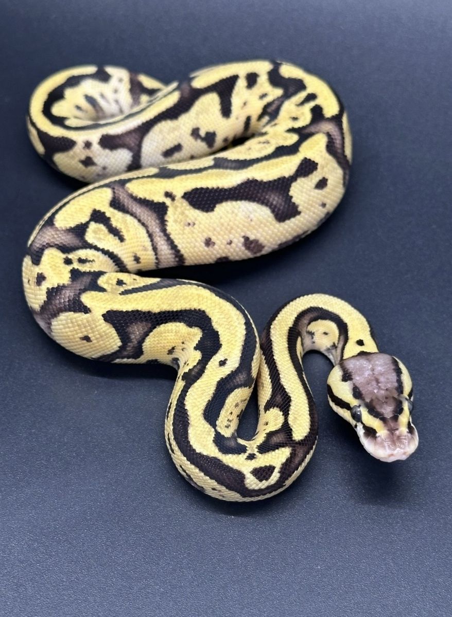 Pastel Vanilla Fire Ball Python