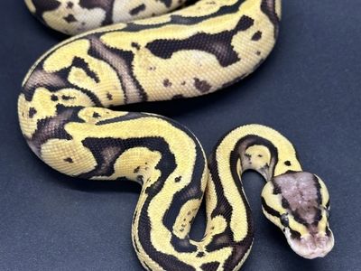 Pastel Vanilla Fire Ball Python