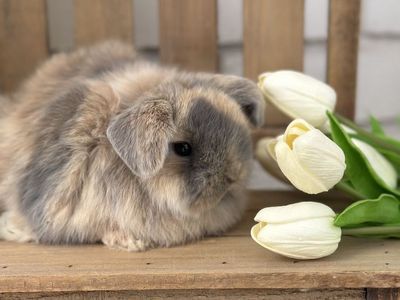 Purebred Baby Holland Lop Bunnies