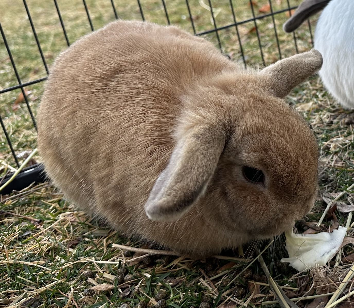 Sweet Holland Lop Bunny