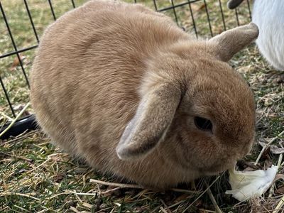 Sweet Holland Lop Bunny