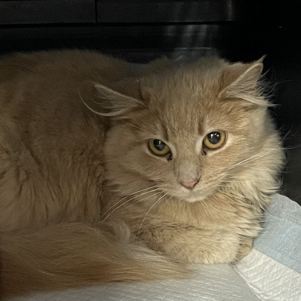 Hello my name is Lumen