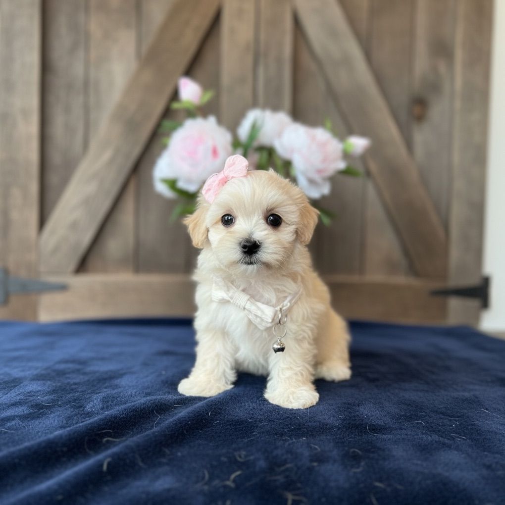 MALTIPOO PUPPIES!! Korean Bloodlines