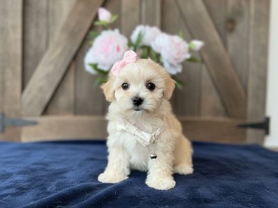 MALTIPOO PUPPIES!! Korean Bloodlines