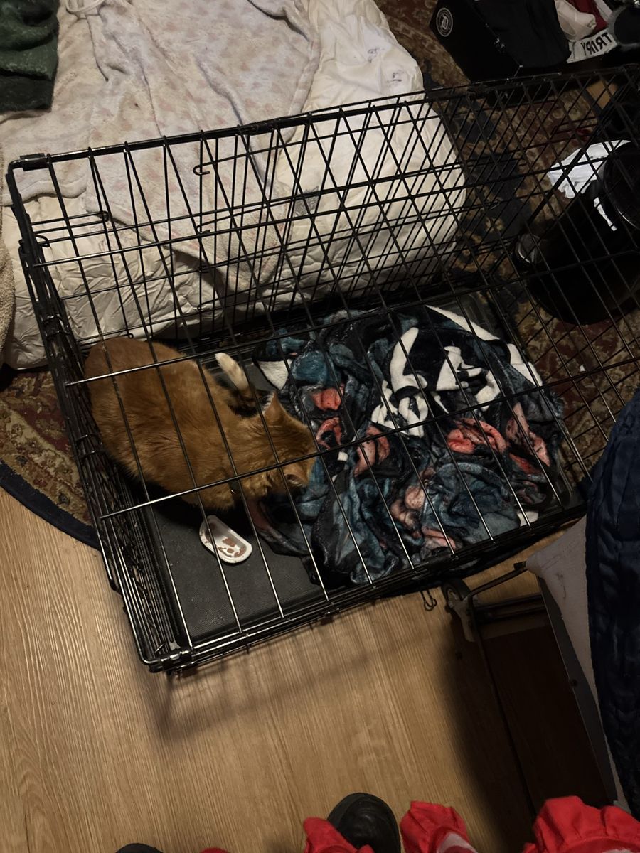 Cage mediums