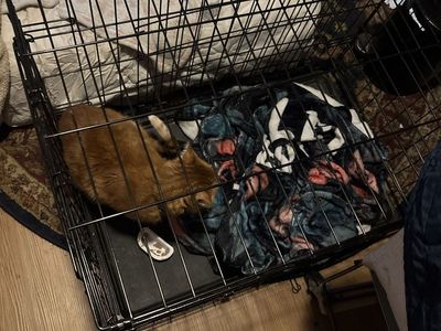 Cage mediums