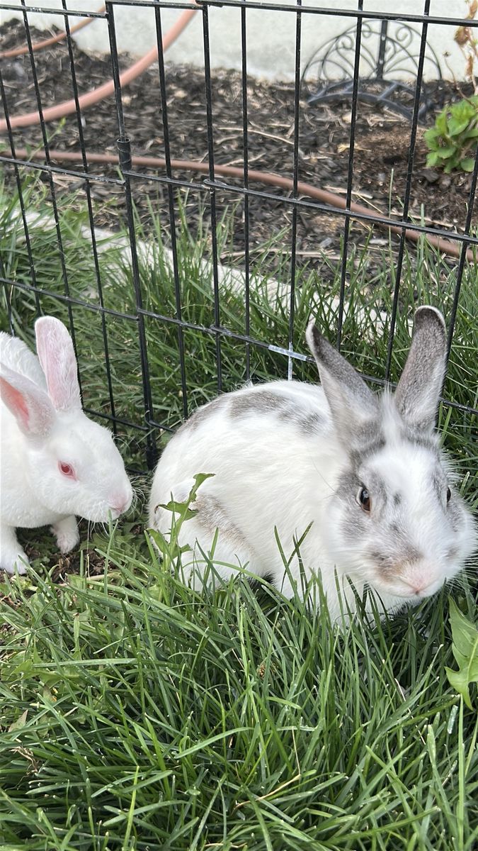 2 Male Rex/Lionhead Bunnies