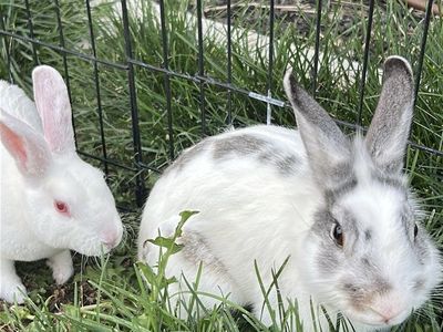 2 Male Rex/Lionhead Bunnies