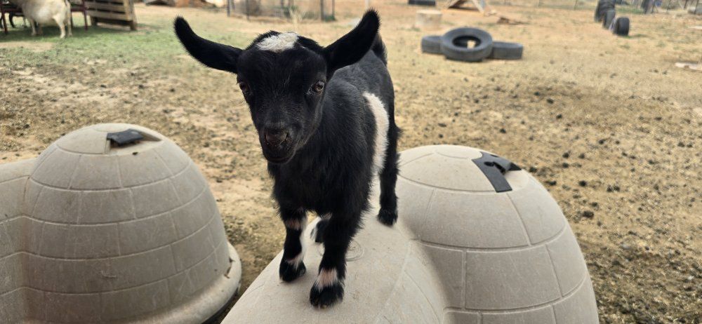 ADGA Nigerian dwarf buckling