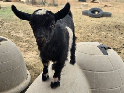ADGA Nigerian dwarf buckling