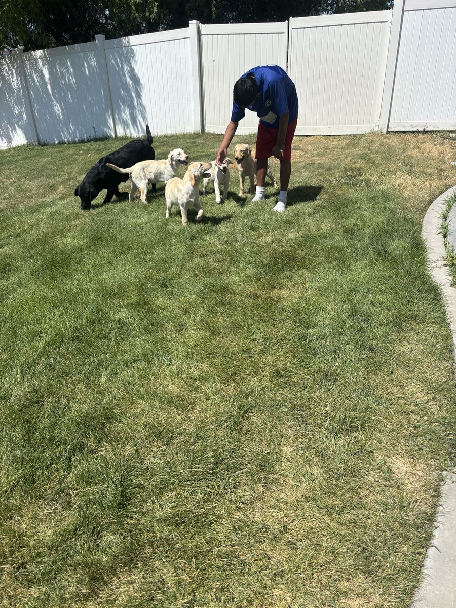 Labrador Retriever Puppies (3)
