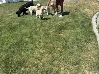 Labrador Retriever Puppies (3)