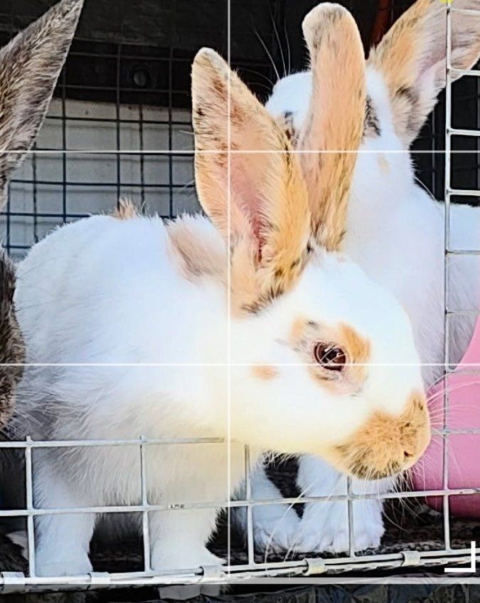 Rhinelander Charlie Bunny Rabbit