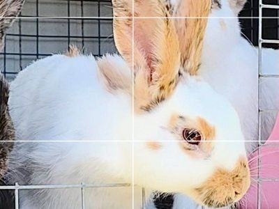 Rhinelander Charlie Bunny Rabbit