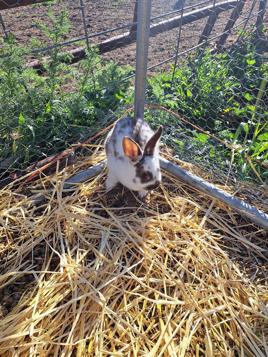 Baby Bunnies
