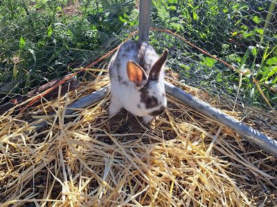 Baby Bunnies