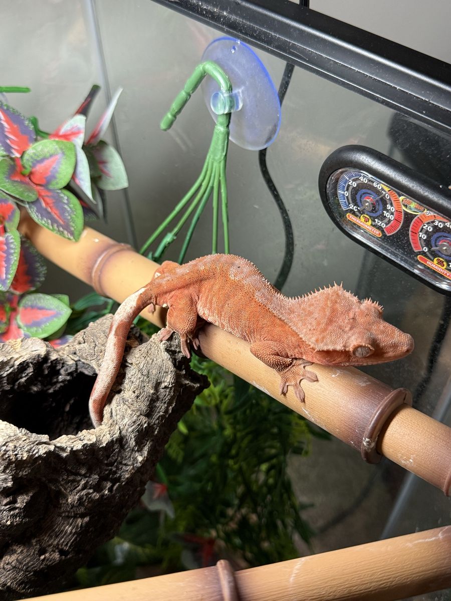 Crested gecko and supplies