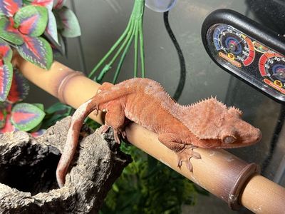 Crested gecko and supplies