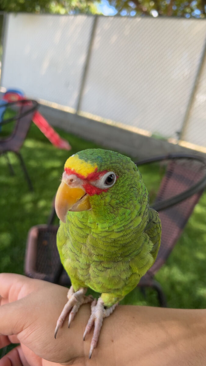 White fronted Amazon