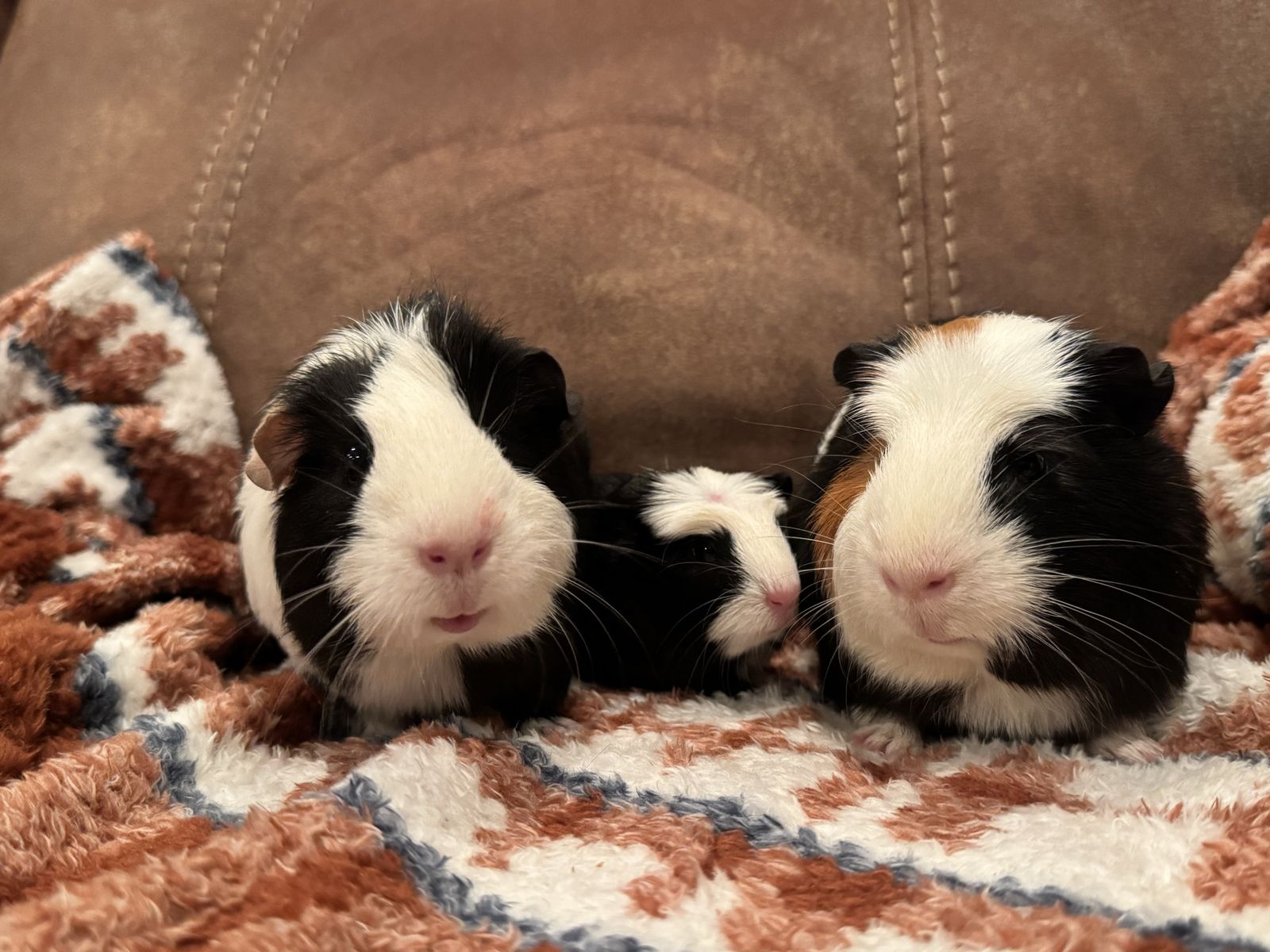 Guinea pigs