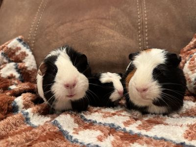 Guinea pigs