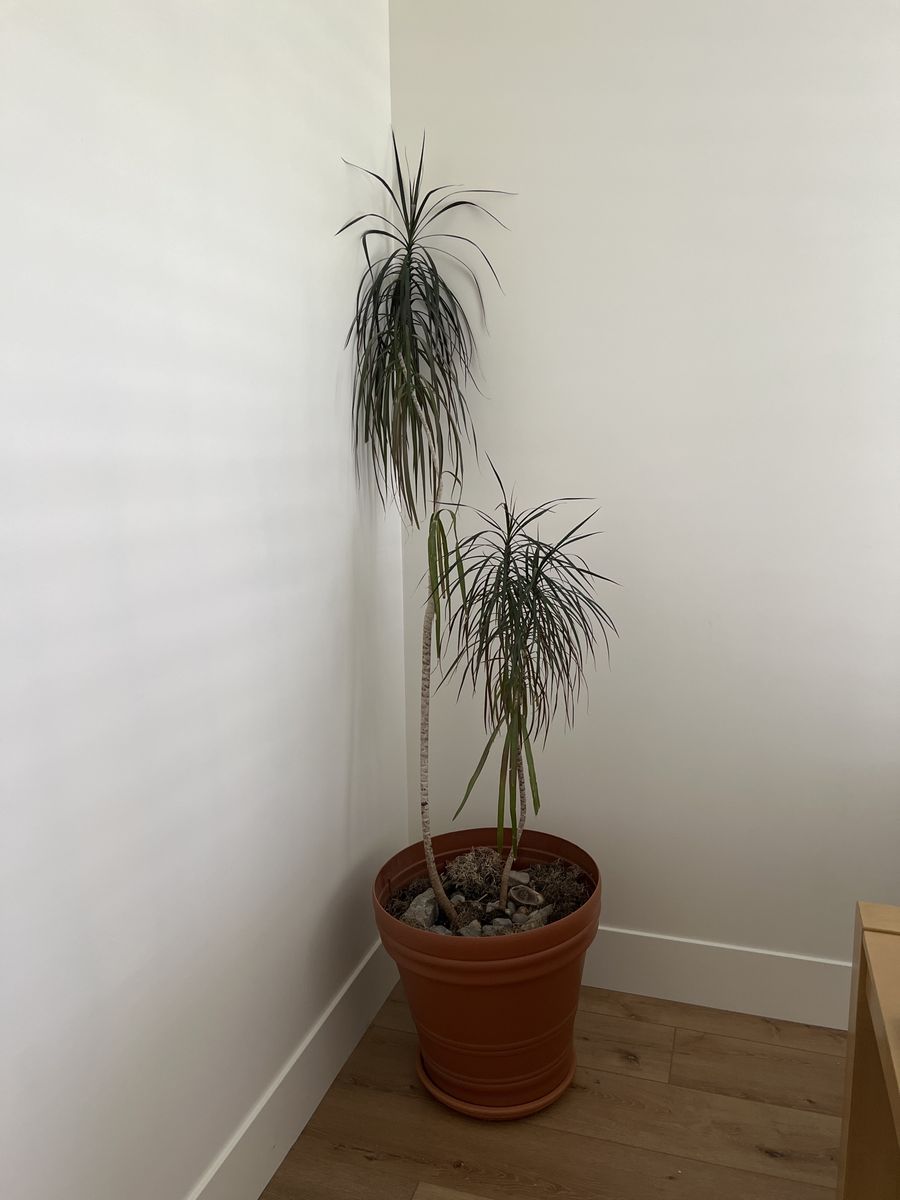 Large Dracaena Marginata Dragon Tree - Potted Houseplant, Approx. 7ft Tall
